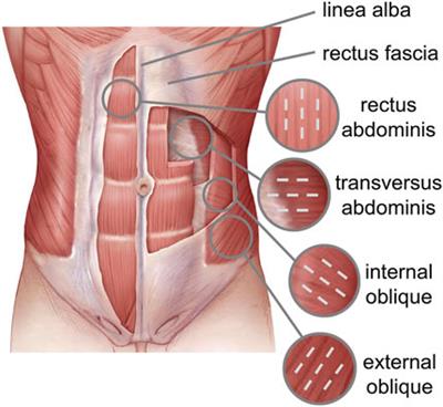 Numerical modeling of the abdominal wall biomechanics and experimental analysis for model validation